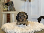Kaninchen_Dachshund_08