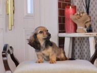 Kaninchen_Dachshund_0805