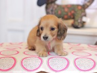 Kaninchen_Dachshund_0808