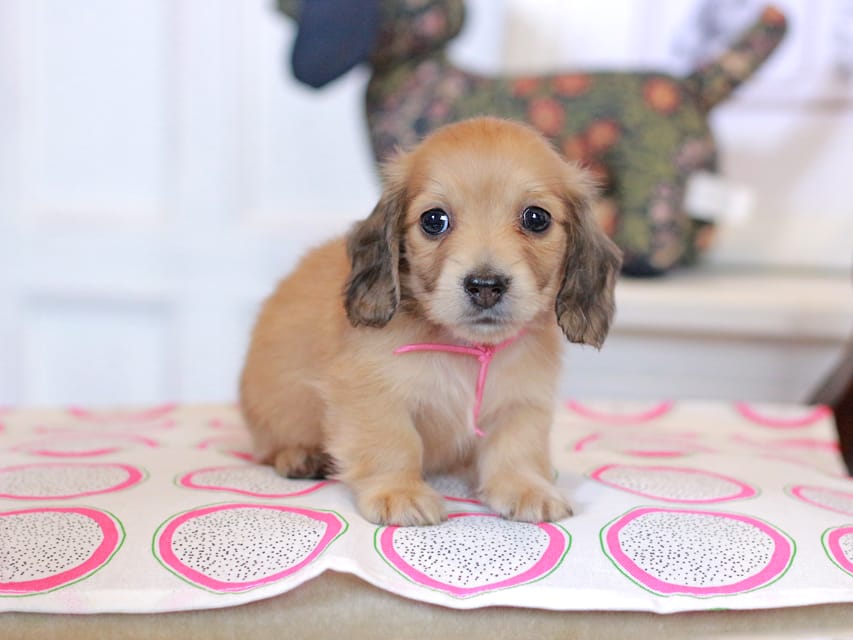 カニンヘンダックスフンド ほたる&パッションの子犬 イエロー（クリーム） 女の子（3）