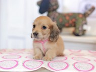 Kaninchen_Dachshund_0821