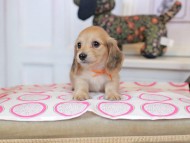 Kaninchen_Dachshund_0834