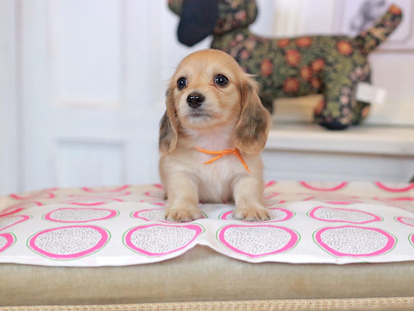 カニンヘンダックスフンド ほたる&パッションの子犬 イエロー（クリーム） 女の子（4）