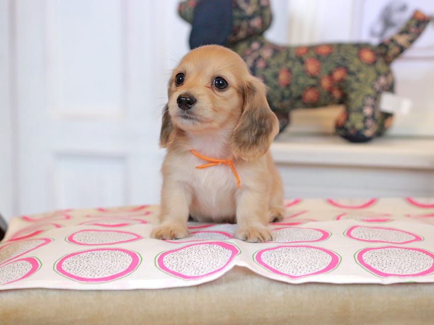 カニンヘンダックスフンド ほたる&パッションの子犬 イエロー（クリーム） 女の子（4）