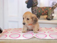 Kaninchen_Dachshund_0840 Kaninchen_Dachshund_0840