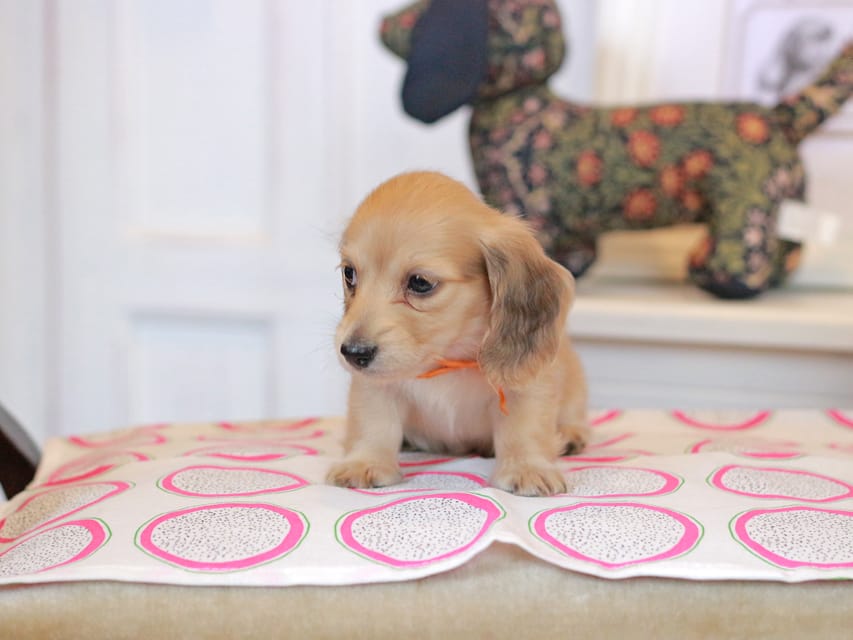 カニンヘンダックスフンド ほたる&パッションの子犬 イエロー（クリーム） 女の子（4）