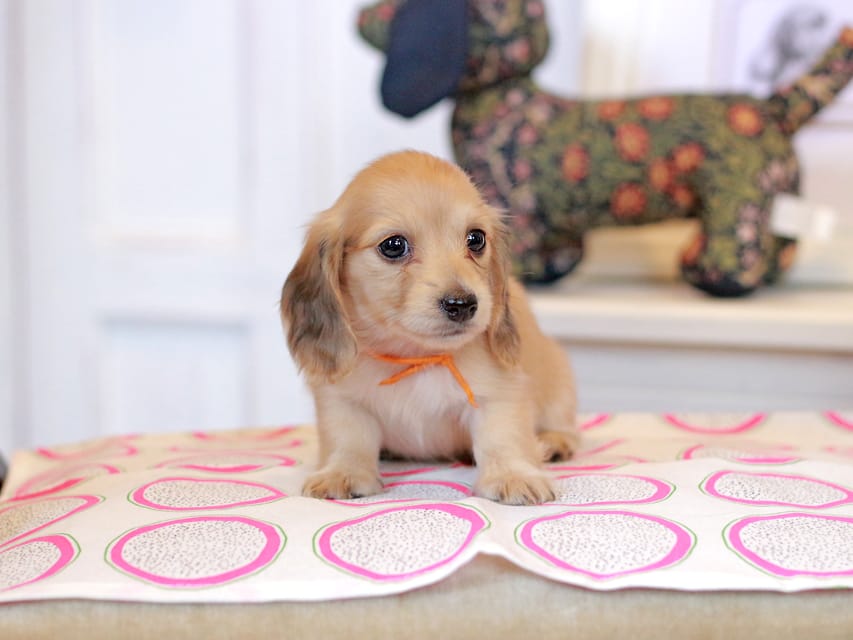 カニンヘンダックスフンド ほたる&パッションの子犬 イエロー（クリーム） 女の子（4）