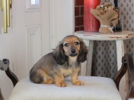 Kaninchen_Dachshund_0846