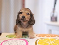 Kaninchen_Dachshund_0848
