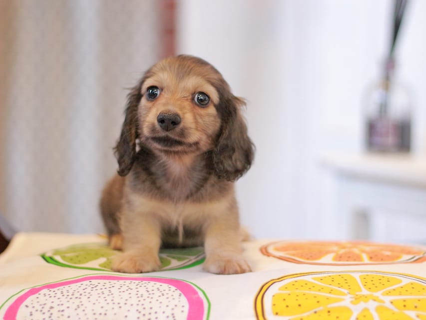 カニンヘンダックスフンド しらたま&竹千代の子犬 イエロー（クリーム） 男の子（1）