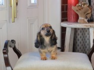 Kaninchen_Dachshund_0849