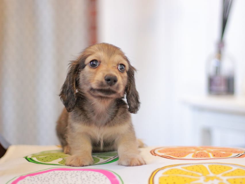 カニンヘンダックスフンド しらたま&竹千代の子犬 イエロー（クリーム） 男の子（1）
