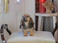 Kaninchen_Dachshund_0850