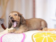 Kaninchen_Dachshund_0855