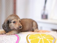Kaninchen_Dachshund_0856