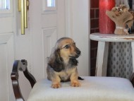 Kaninchen_Dachshund_0857