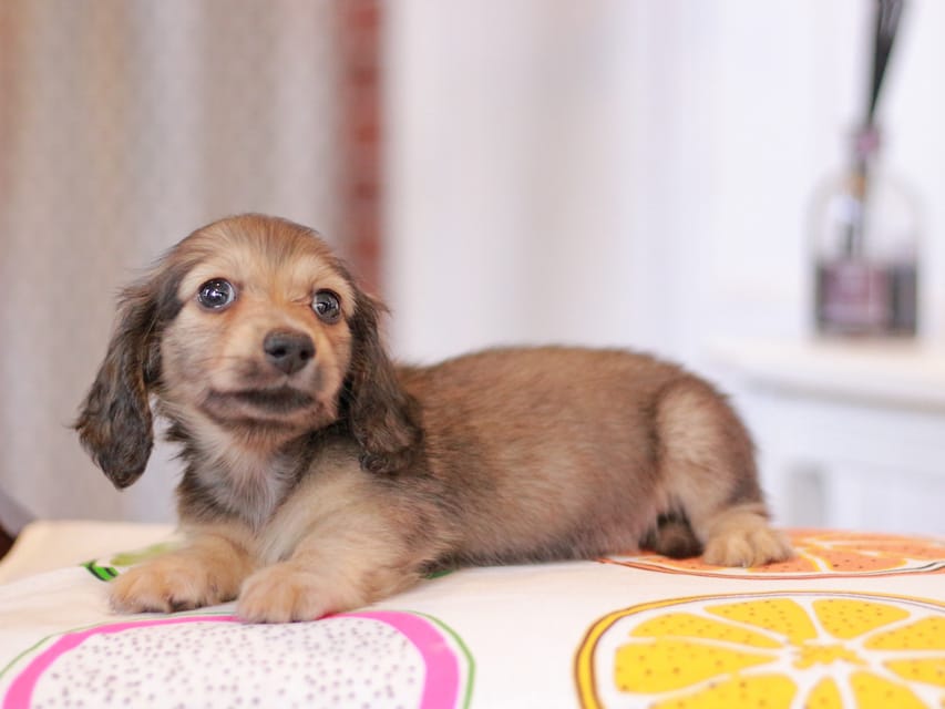 カニンヘンダックスフンド しらたま&竹千代の子犬 イエロー（クリーム） 男の子（1）