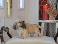 Kaninchen_Dachshund_0879
