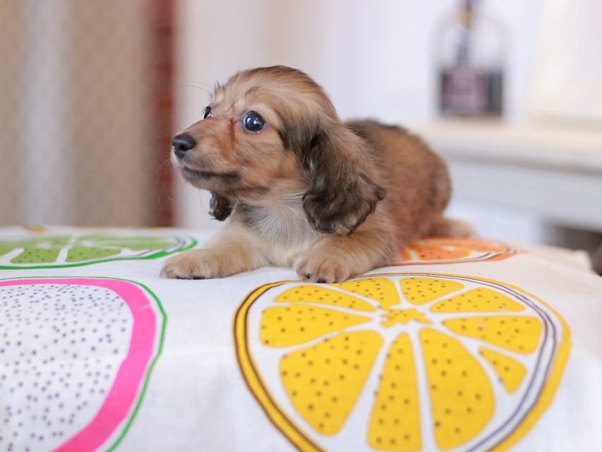 カニンヘンダックスフンド しらたま&竹千代の子犬 イエロー（クリーム） 男の子（2）