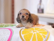 Kaninchen_Dachshund_0885
