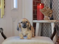 Kaninchen_Dachshund_0885