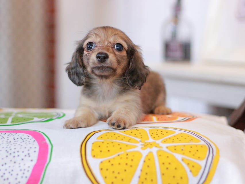 カニンヘンダックスフンド しらたま&竹千代の子犬 イエロー（クリーム） 男の子（2）