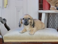 Kaninchen_Dachshund_0887