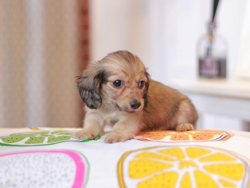 カニンヘンダックスフンド しらたま&竹千代の子犬 イエロー（クリーム） 男の子（2）