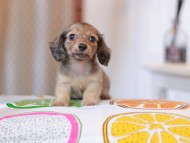 Kaninchen_Dachshund_0897 Kaninchen_Dachshund_0897