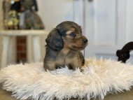Kaninchen_Dachshund_09