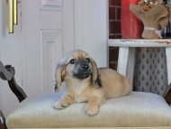 Kaninchen_Dachshund_0903