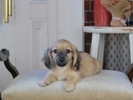 Kaninchen_Dachshund_0906