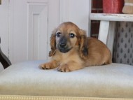 Kaninchen_Dachshund_0919