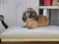 Kaninchen_Dachshund_0922