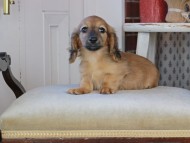 Kaninchen_Dachshund_0924