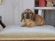 Kaninchen_Dachshund_0926