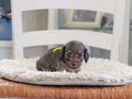 Kaninchen_Dachshund_0927