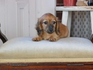 Kaninchen_Dachshund_0929