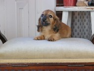Kaninchen_Dachshund_0938 Kaninchen_Dachshund_0938