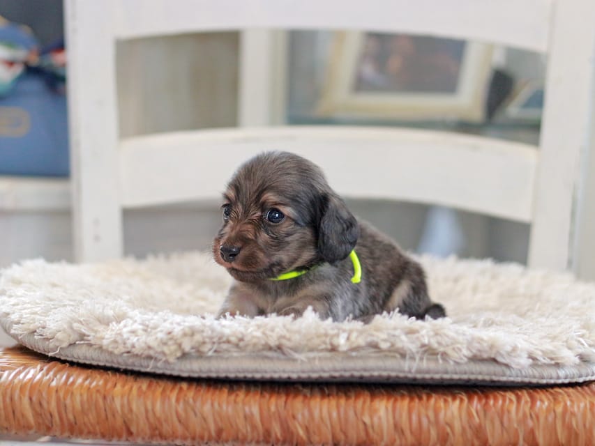 カニンヘンダックスフンド カイラ&竹千代の子犬 イエロー（クリーム） 男の子