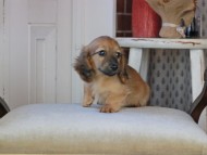 Kaninchen_Dachshund_0941