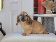 Kaninchen_Dachshund_0945 Kaninchen_Dachshund_0945