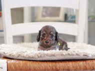 Kaninchen_Dachshund_0946