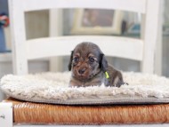 Kaninchen_Dachshund_0947 Kaninchen_Dachshund_0947