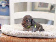 Kaninchen_Dachshund_0949