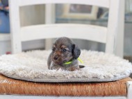 Kaninchen_Dachshund_0954 Kaninchen_Dachshund_0954