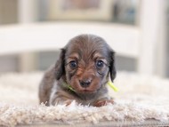 Kaninchen_Dachshund_0955