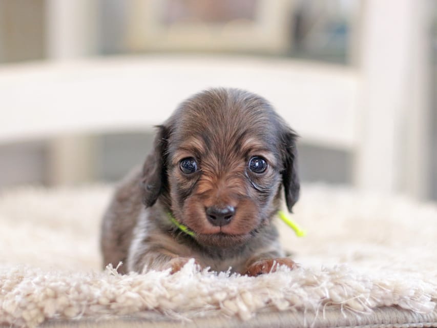 カニンヘンダックスフンド カイラ&竹千代の子犬 イエロー（クリーム） 男の子