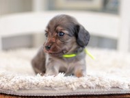 Kaninchen_Dachshund_0960 Kaninchen_Dachshund_0960