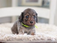 Kaninchen_Dachshund_0961